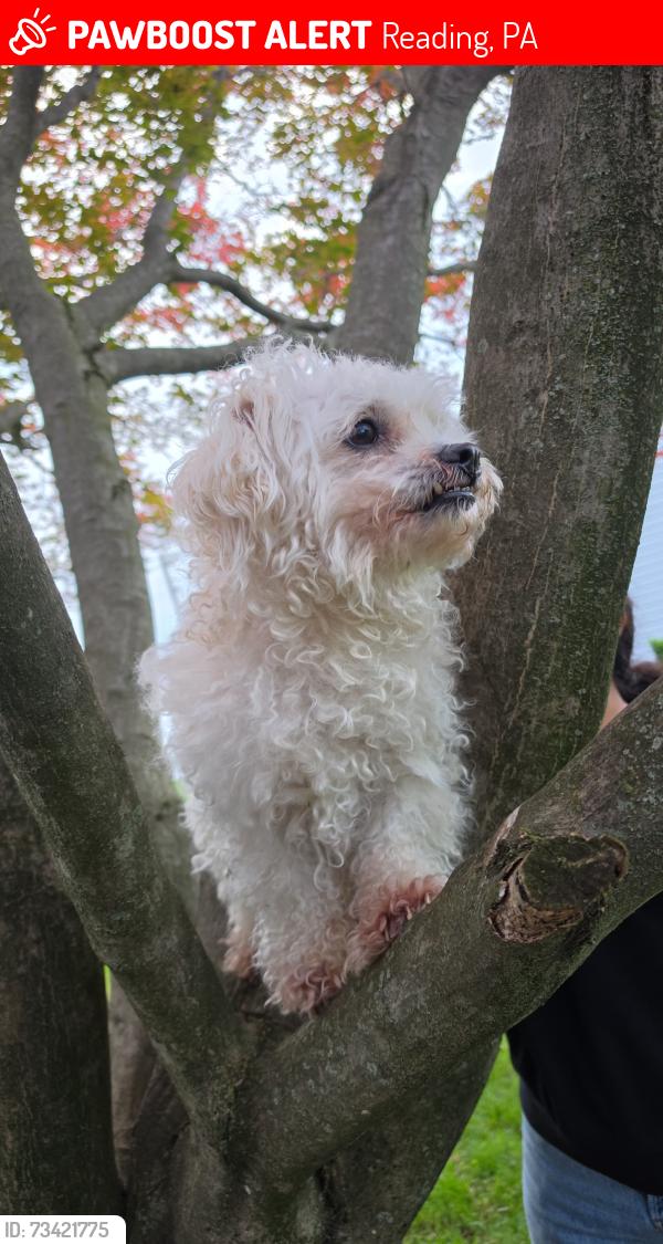 Lost Male Dog last seen Grin's Mills Reacreation Area, Reading, PA 19601