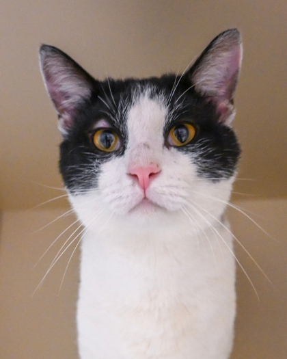 Shelter Stray Male Cat last seen Near Villa Dr NE Atlanta, GA 30306, 30306, GA, 3280 Chamblee Dunwoody Rd, Chamblee, GA 30341, USA