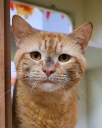 Shelter Stray Male Cat last seen Near Brockett Way, 30021, GA, 3280 Chamblee Dunwoody Rd, Chamblee, GA 30341, USA