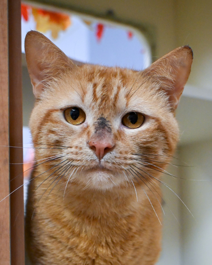Shelter Stray Male Cat last seen Near Brockett Way, 30021, GA, 3280 Chamblee Dunwoody Rd, Chamblee, GA 30341, USA