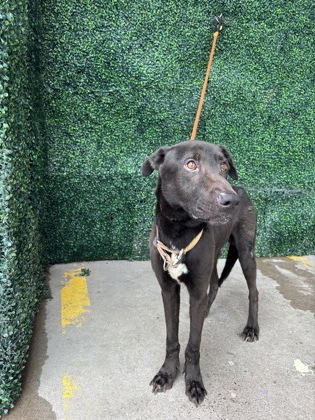 Shelter Stray Male Dog last seen Near Fairbanks Drive 422, CITY of El Paso, TX, 5001 Fred Wilson Ave, El Paso, TX 79906, USA