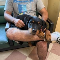 Shelter Stray Male Dog last seen Home Depot parking Lot, Oakland, CA, 1101 29th Ave, Oakland, CA 94601, USA