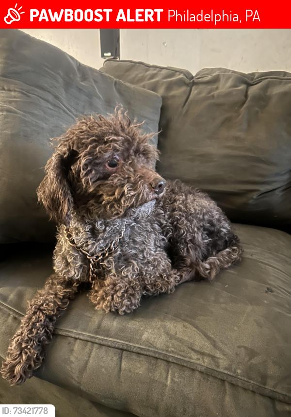 Lost Male Dog last seen Resurrection Community Church, Philadelphia, PA 19142