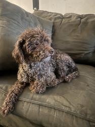 Lost Male Dog last seen Resurrection Community Church, Philadelphia, PA 19142