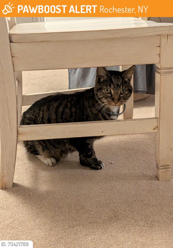 Found/Stray Unknown Cat last seen Crittenden Rd and E Squire Drive, Rochester, NY 14623