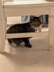 Found/Stray Unknown Cat last seen Crittenden Rd and E Squire Drive, Rochester, NY 14623