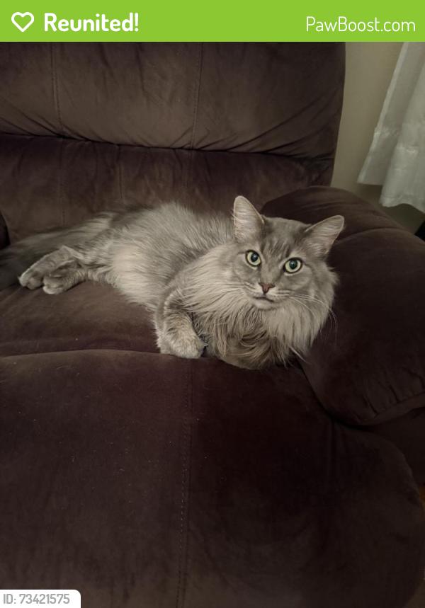 Reunited Male Cat last seen Near Gordon Ave, Severna Park, MD 21146, USA, Severna Park, MD 21146
