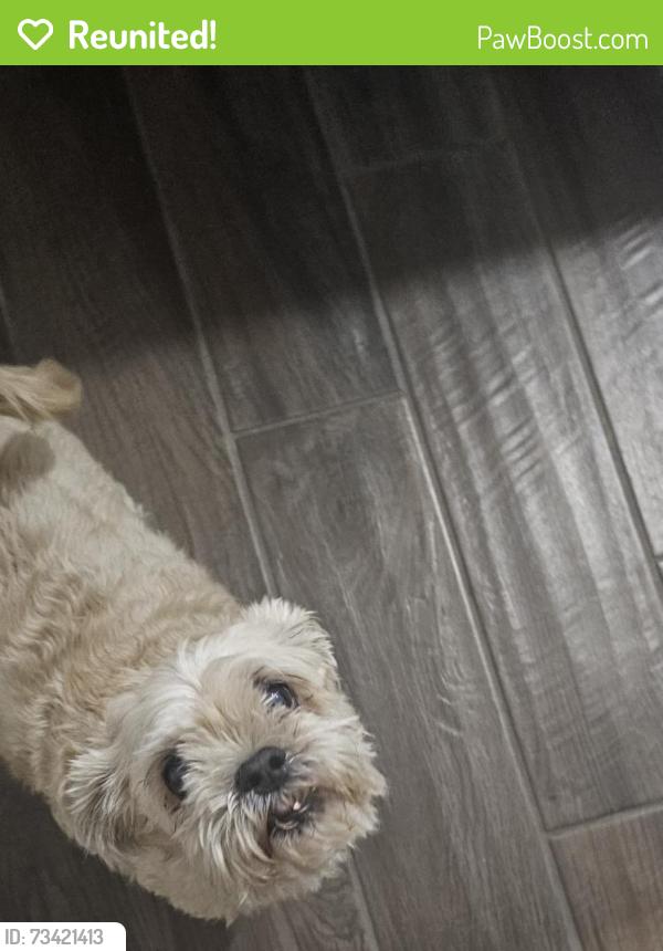 Reunited Male Dog last seen 15th ave and bellroad, Phoenix, AZ 85023