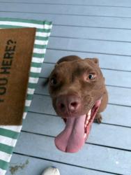 Found/Stray Unknown Dog last seen Terrace Ave + Park Blvd, Baton Rouge, LA 70802