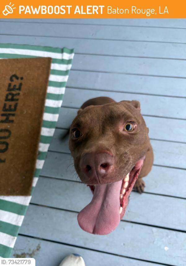 Found/Stray Unknown Dog last seen Terrace Ave + Park Blvd, Baton Rouge, LA 70802