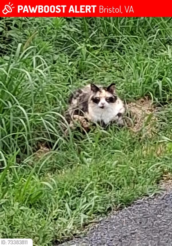 Lost Female Cat last seen Bristol Humane Society, Bristol, VA 24202