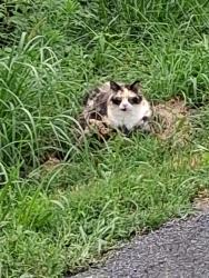 Lost Female Cat last seen Bristol Humane Society, Bristol, VA 24202