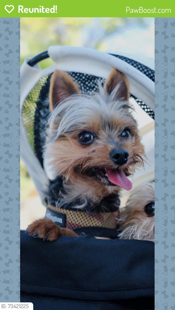 Reunited Male Dog last seen Huntington Drive, Monrovia, CA 91016