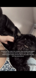 Lost Male Dog last seen Near w 71st, Chicago, IL 60629