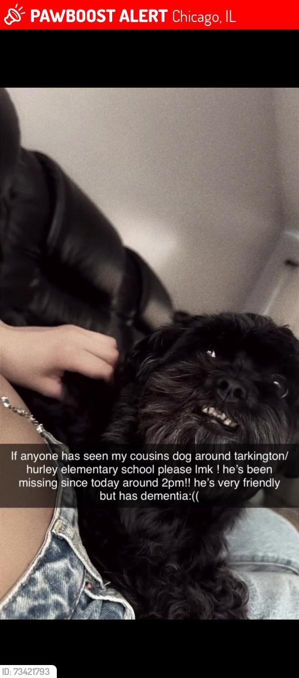 Lost Male Dog last seen Near w 71st, Chicago, IL 60629
