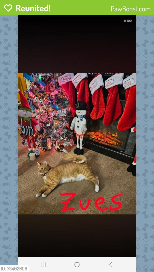 Reunited Male Cat last seen Baldhill rd, Yelm, WA 98597