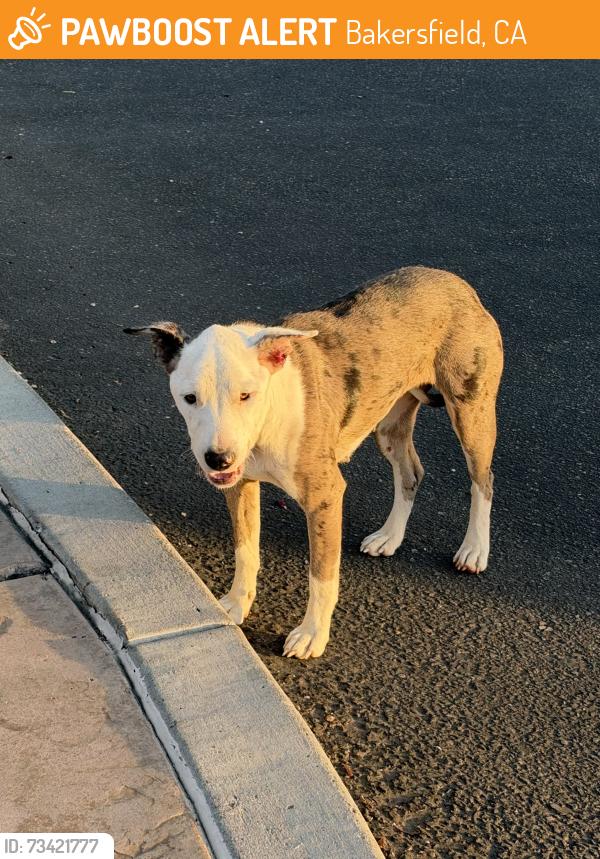 Found/Stray Female Dog last seen Eureka on Stockdale Highway, Bakersfield, CA 93311