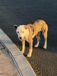 Found/Stray Female Dog last seen Eureka on Stockdale Highway, Bakersfield, CA 93311