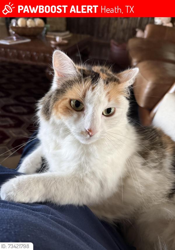 Lost Female Cat last seen Heath golf & yacht club - FM740, Heath, TX 75126