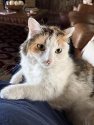 Lost Female Cat last seen Heath golf & yacht club - FM740, Heath, TX 75126