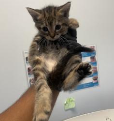 Shelter Stray Female Cat last seen Flicker Street, San Diego, CA, 92114, 5500 Gaines St, San Diego, CA 92110, USA