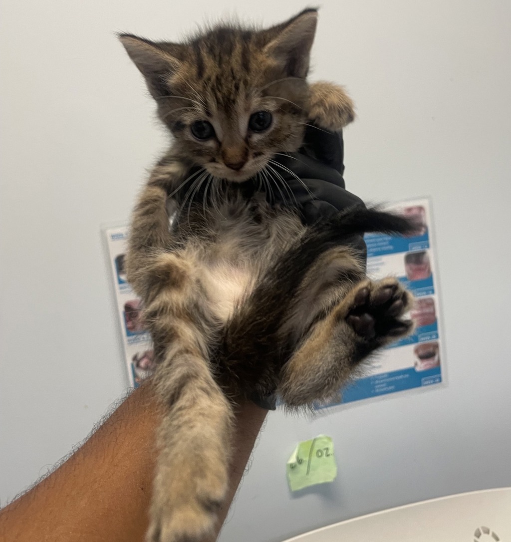 Shelter Stray Female Cat last seen Flicker Street, San Diego, CA, 92114, 5500 Gaines St, San Diego, CA 92110, USA