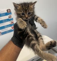 Shelter Stray Male Cat last seen Flicker Street, San Diego, CA, 92114, 5500 Gaines St, San Diego, CA 92110, USA