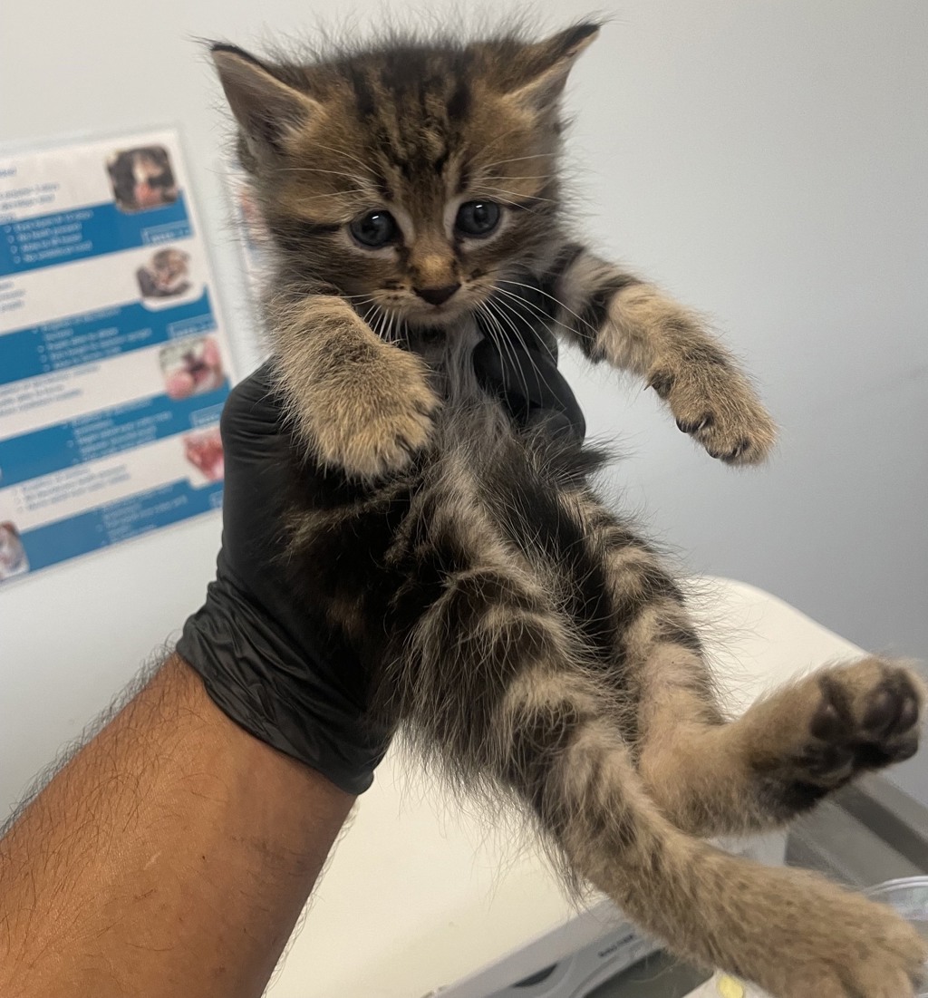Shelter Stray Male Cat last seen Flicker Street, San Diego, CA, 92114, 5500 Gaines St, San Diego, CA 92110, USA