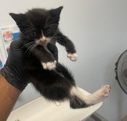 Shelter Stray Male Cat last seen Flicker Street, San Diego, CA, 92114, 5500 Gaines St, San Diego, CA 92110, USA