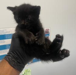 Shelter Stray Male Cat last seen Flicker Street, San Diego, CA, 92114, 5500 Gaines St, San Diego, CA 92110, USA