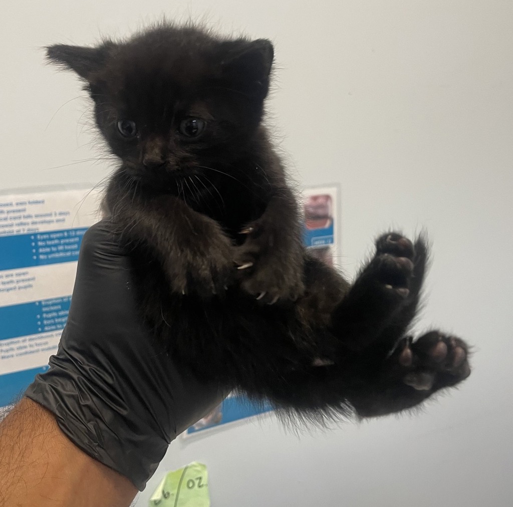 Shelter Stray Male Cat last seen Flicker Street, San Diego, CA, 92114, 5500 Gaines St, San Diego, CA 92110, USA