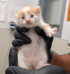 Shelter Stray Male Cat last seen Tooley Cir, San Diego, CA, 92114, 5500 Gaines St, San Diego, CA 92110, USA