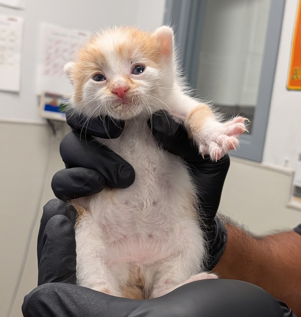 Shelter Stray Male Cat last seen Tooley Cir, San Diego, CA, 92114, 5500 Gaines St, San Diego, CA 92110, USA