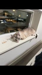 Reunited Female Cat last seen Tropaz ln and middlefield dr, Tracy, CA 95377