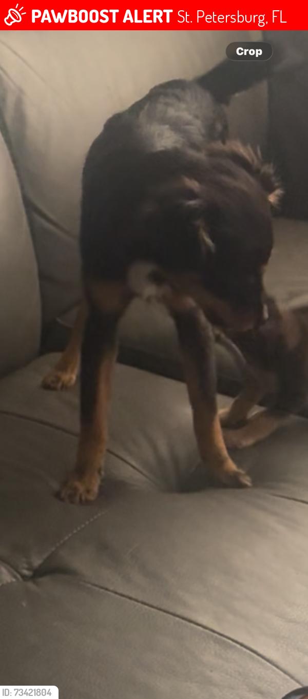 Lost Female Dog last seen 40th ave n and 40th street N, St. Petersburg, FL 33714