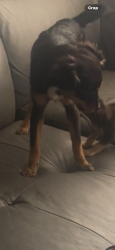 Lost Female Dog last seen 40th ave n and 40th street N, St. Petersburg, FL 33714