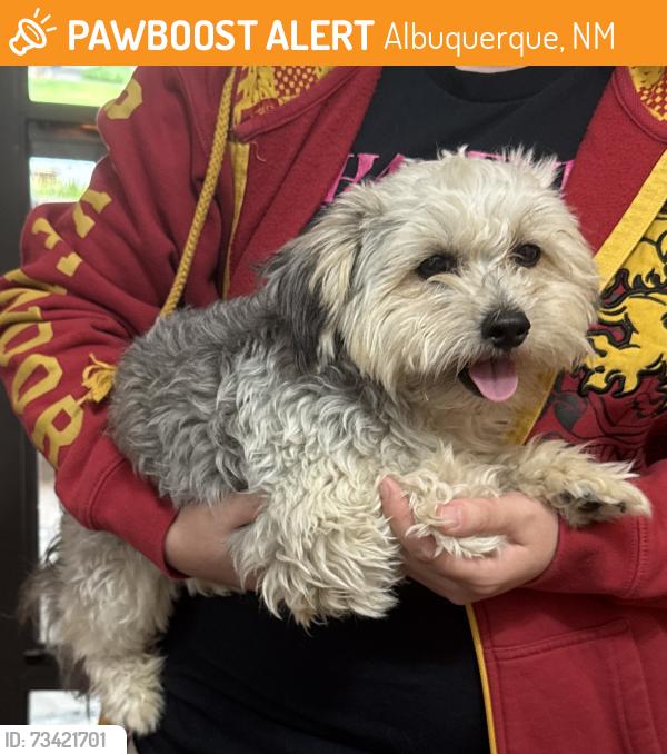 Found/Stray Unknown Dog last seen Lomas Blvd and 6th St, Albuquerque, NM 87108