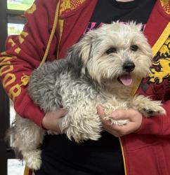 Found/Stray Unknown Dog last seen Lomas Blvd and 6th St, Albuquerque, NM 87108