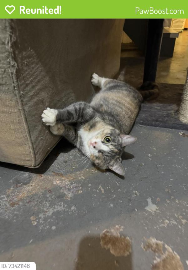 Reunited Female Cat last seen Near mountainside hosp, Montclair, NJ 07042