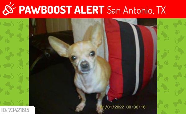 Lost Female Dog last seen Shetland Dr, San Antonio, San Antonio, TX 78223