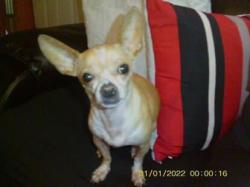 Lost Female Dog last seen Shetland Dr, San Antonio, San Antonio, TX 78223