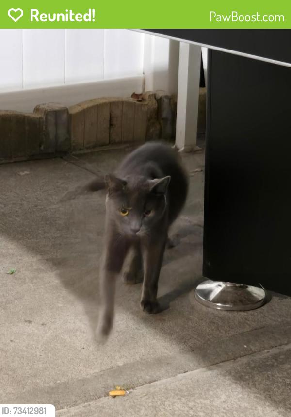 Reunited Unknown Cat last seen Lefferts blvd, Queens, NY 11420