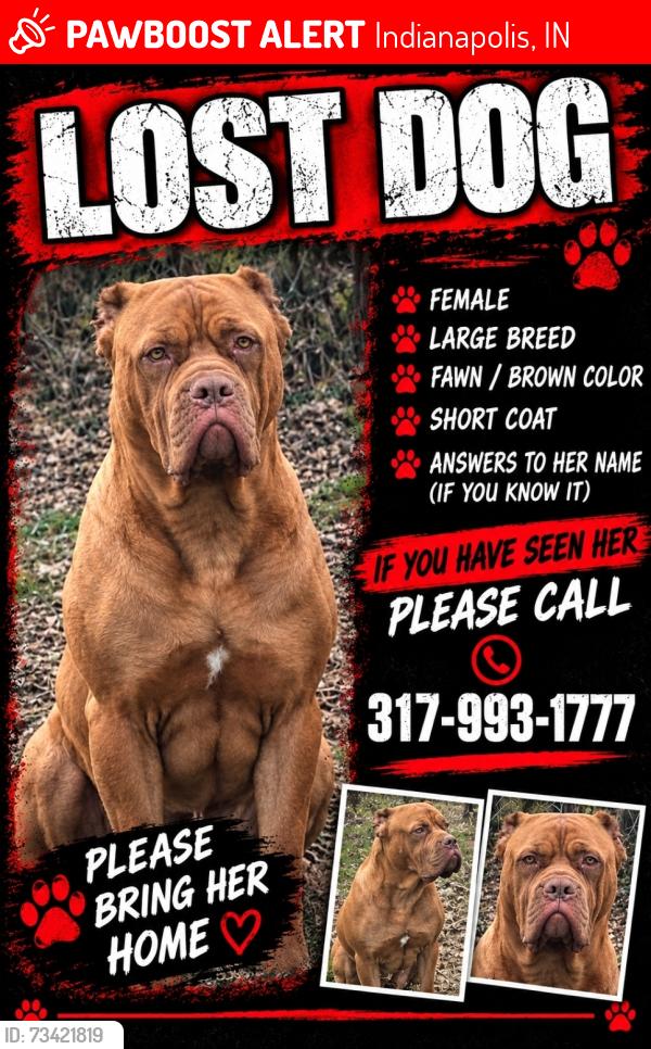 Lost Female Dog last seen Sherman and English, Indianapolis, IN 46201