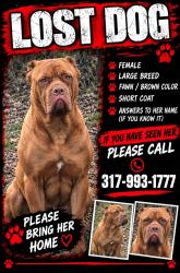 Lost Female Dog last seen Sherman and English, Indianapolis, IN 46201