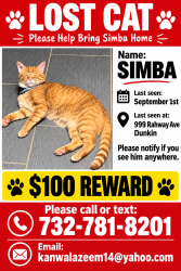 Lost Male Cat last seen Near Rahway ave Avenel nj, Woodbridge Township, NJ 07001