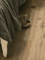 Reunited Male Cat last seen 67th Street and El Cajon Blvd, La Mesa, CA 92115