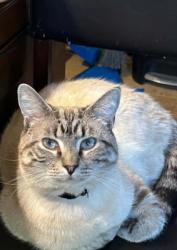 Reunited Male Cat last seen Stirling, Nashua, NH 03062