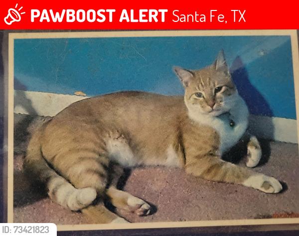 Lost Male Cat last seen AVE L and 2nd Street Santa Fe, Texas, Santa Fe, TX 77510