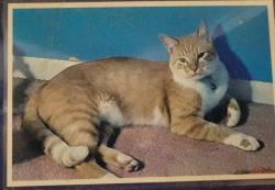 Lost Male Cat last seen AVE L and 2nd Street Santa Fe, Texas, Santa Fe, TX 77510