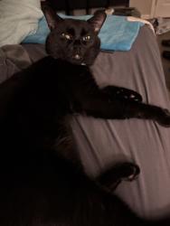 Reunited Male Cat last seen Daniel Rd & Jonquil Dr, Villa Rica, GA 30180